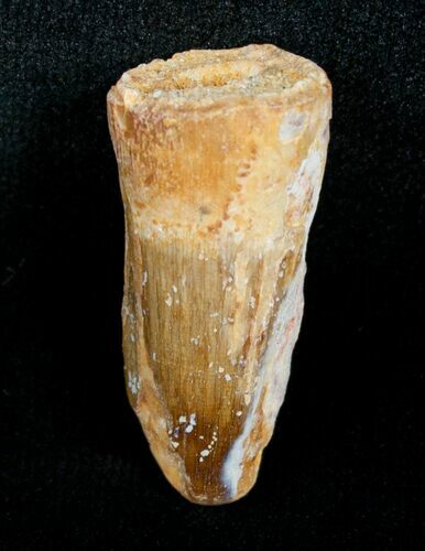 Bargain Spinosaurus Tooth - inches #4484